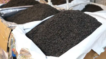 بلای«دبش» گریبانگیر صنعت چای/ ایران وارد کننده بزرگ چای شد