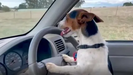 سگی که ۴۷ روزه رانندگی را مثل آب خوردن یاد گرفت+ فیلم