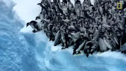 (ویدئو) لحظه‌ی دلهره‌آور و در عین حال بامزه‌‌ی اولین شیرجه و شنای جوجه پنگوئن‌ها