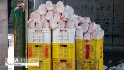 صادرات ۵ هزار تن مرغ به عراق در روزهای آینده