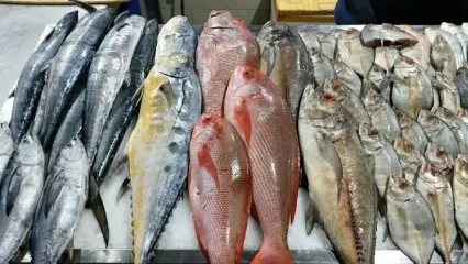 خطرناک ترین ماهی جنوب ایران با سم و تیغ هایی مهلک+ فیلم