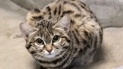 نجات یافتن گربه گیر افتاده در سیل/ ویدئو