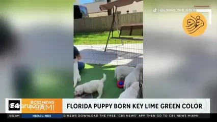 ویدئو/ توله سگ سبز رنگی به دنیا آمد!