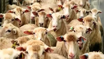 قیمت دام زنده امروز ۲۲ اردیبهشت ۱۴۰۴