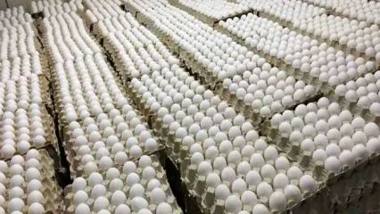 قیمت یک کیلو تخم مرغ چند؟