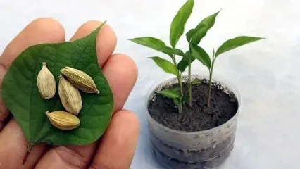 (عکس) آموزش مرحله به مرحله کاشت هل در گلدان