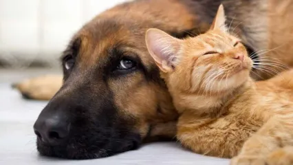 تصویری از یک تابلو که صاحبان سگ و گربه را می‎‌ترساند!
