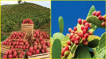 (ویدئو) نمای نزدیک از فرآیند پرورش میوه اژدها و میوه کاکتوس در بیابان