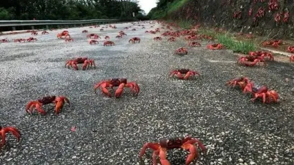 پیاده روی هزاران خرچنگ قرمز جزایر استرالیا + فیلم