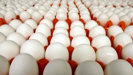 یک کیلو تخم مرغ چند؟/ صادرات 33 هزار تنی به همسایه‌ها