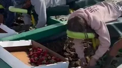 (ویدئو) برداشت توت‌فرنگی در مزارع آمریکا