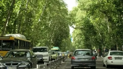واکنش شهرداری به قطع درختان چنار خیابان ولیعصر تهران