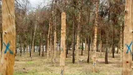 قطع درختان به پارک سرخه‌حصار رسید؛ ساخت رستوران به جای کاشت درخت