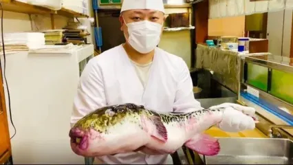 (ویدئو) نحوه پاک کردن ماهرانه و طبخ ماهی سمی بادکنکی توسط آشپز مشهور ژاپنی