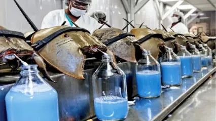 (ویدئو) فرآیند پرورش و تکثیر خرچنگ نعل اسبی؛ مراحل استخراج خون آبی
