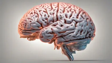 دقیق‌ترین نقشه از مغز انسان تهیه شد