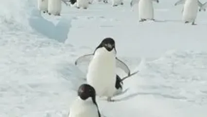 ویدئویی جالب از حیات وحش/ دلیل تلو تلو خوردن پنگوئن ها را ببینید!