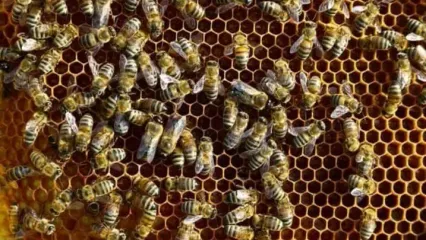 این کالاها از پرداخت مالیات بر ارزش افزوده معاف شدند/ آخرین تصمیم مجلس به نفع زنبورها شد!