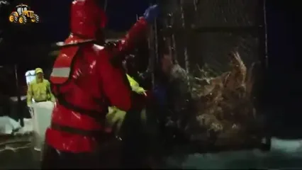 (ویدئو) چگونه صدها تن شاه خرچنگ پس از صید، پردازش و فرآوری می شوند؟