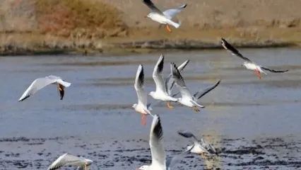 ۳۵ گونه پرنده مهاجر در ایران در فهرست گونه‌های در معرض تهدید قرار دارند
