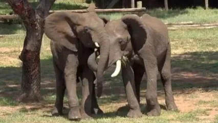 (ویدئو) فیل‌ها گرم و پرهیجان با هم سلام و علیک می‌کنند؛ هر 10 دقیقه یک بار