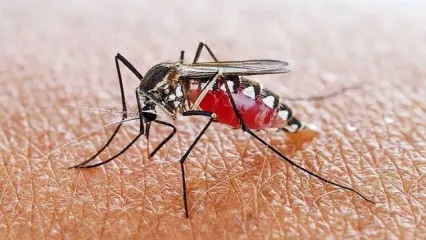 هشدار احتمال شیوع مالاریا در سیستان و بلوچستان