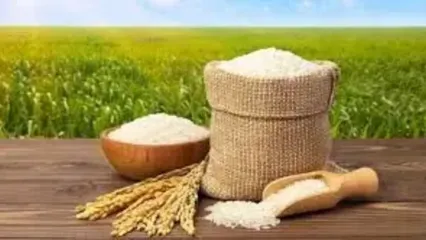 سیستمی کردن واردات برنج از اقدامات موثر دولت سیزدهم بود