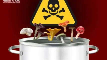 ۲۳۳ نفر قربانی قارچ‌های سمی | خرید قارچ فله ممنوع | نشانه‌های مسمومیت با قارچ سمی