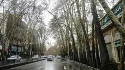 بلایی که زاکانی بر سر درختان خیابان ولیعصر آورد+عکس