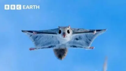 (ویدئو) کلیپی پربیننده از مستندهای دیوید آتنبرو: نخستین پرواز بچه‌سنجاب