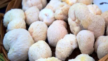 تداوم روند افزایشی مسمومیت با قارچ در کشور