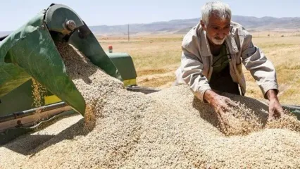 خوزستان پیشتاز خرید یک‌ونیم میلیون تنی گندم/ ظرفیت نگهداری