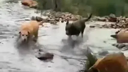 (ویدئو) مبارزه شجاعانه یک کانگورو با چند سگ