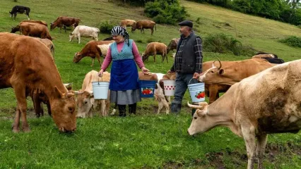 (ویدئو) فرآیند تهیه پنیر موزارلا با شیر تازه گاو در کوهستان های آذربایجان