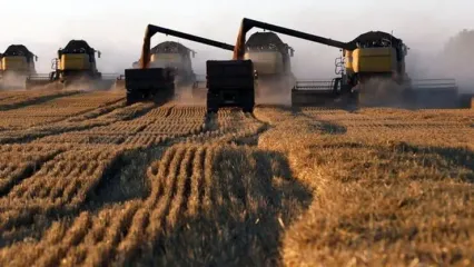 گره قیمت گندم در بازار جهانی به تولید و صادرات روسیه