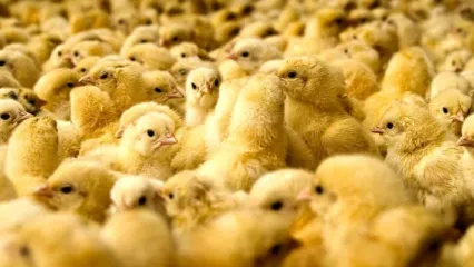 تولید مرغ افزایش یافت | قیمت جوجه یکروزه گران است؟