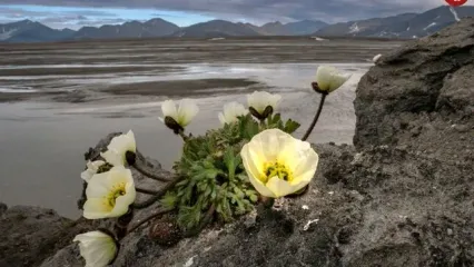 گلی که فقط در مرز شمالی جهان رشد می‌کند
