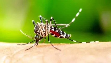 کدام گروه خونی برای پشه‌ها جذاب‌تر است؟