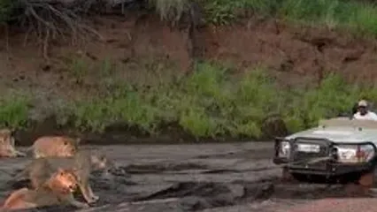 ویدئو/ بکسل کردن خودرو توسط شیرهای جنگل