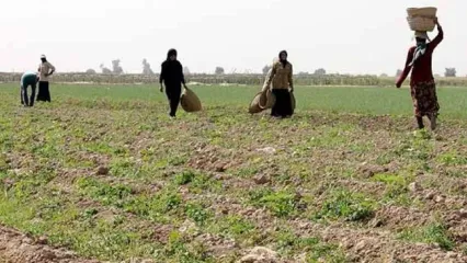 افزایش ۱۵ درصدی تولیدات بخش کشاورزی خوزستان