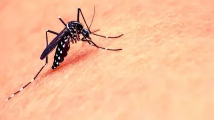 شناسایی ۲۰۵ فرد مبتلا به تب دنگی در هرمزگان