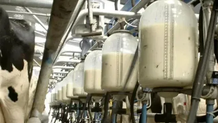 دستیابی به تولید حدود ۱۵ میلیون تن شیرخام تا سال ۱۴۰۴