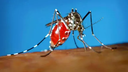 آخرین وضعیت بیماری تب دنگی در کشور/ شناسایی ۱۲۱۸ مبتلا به تب دنگی