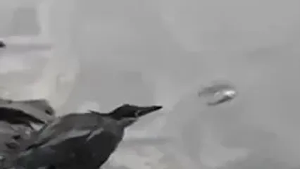 (ویدئو) هوش خیره کننده پرنده برای شکار ماهی