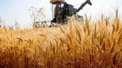 ورود ۳۰ هزار تن گندم کیفی به مازندران