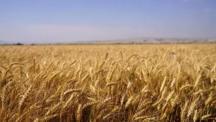 چین به سراغ استرالیا و کانادا رفت