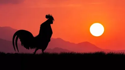چرا خروس‌ها در سپیده دم بانگ سر می‌دهند؟