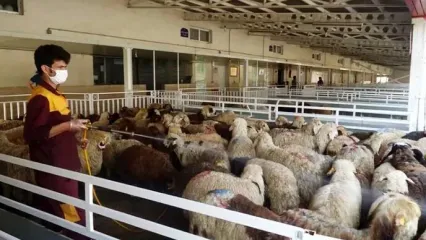 جدول قیمت جدید دام زنده امروز ۲۵ بهمن ۱۴۰۴