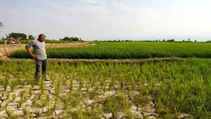 گیلانی‌ها برنج نمی‌کارند
