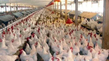 مرغ‌ های تخم‌گذار به بحران خوردند